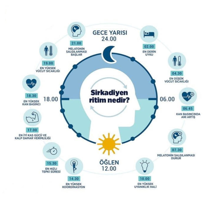 sirkadiyen_ritim